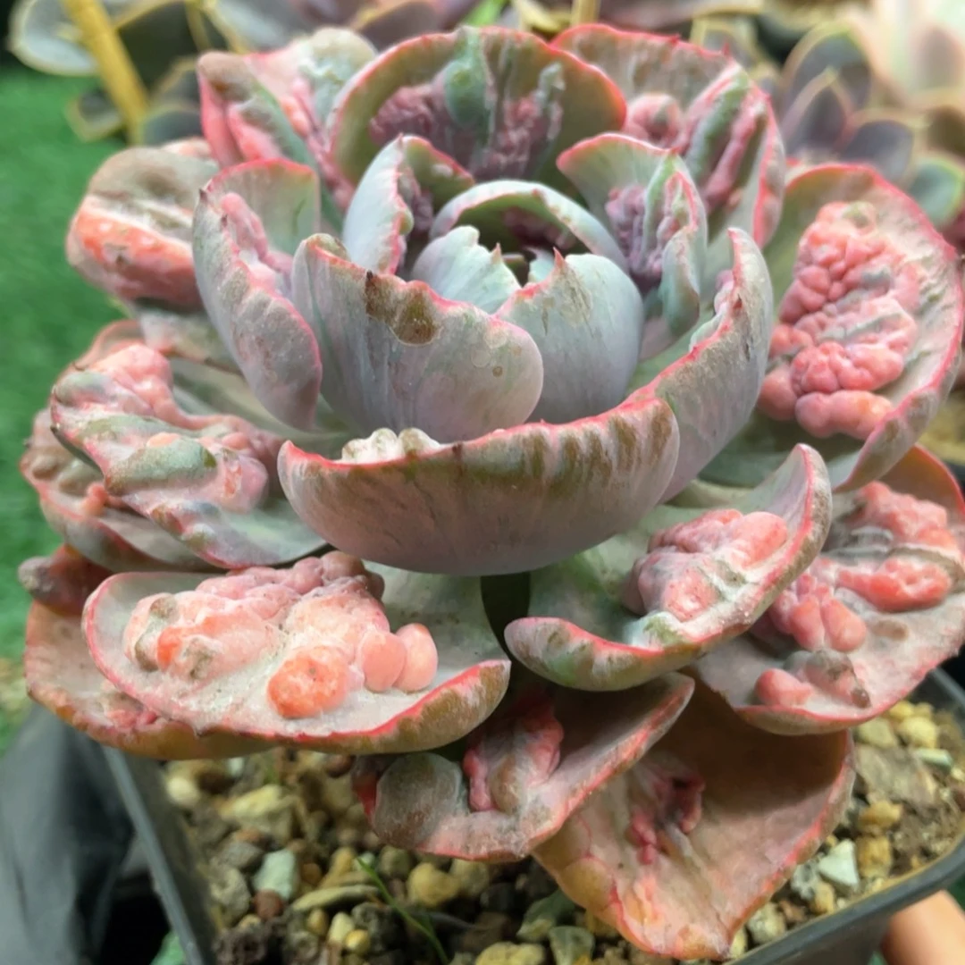雨滴锦一物一一拍一拍