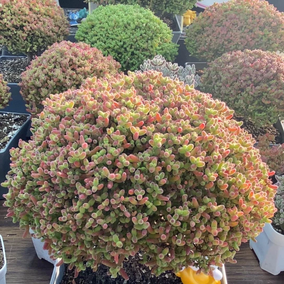 若***樗蜜橘糖球4194枝干番杏