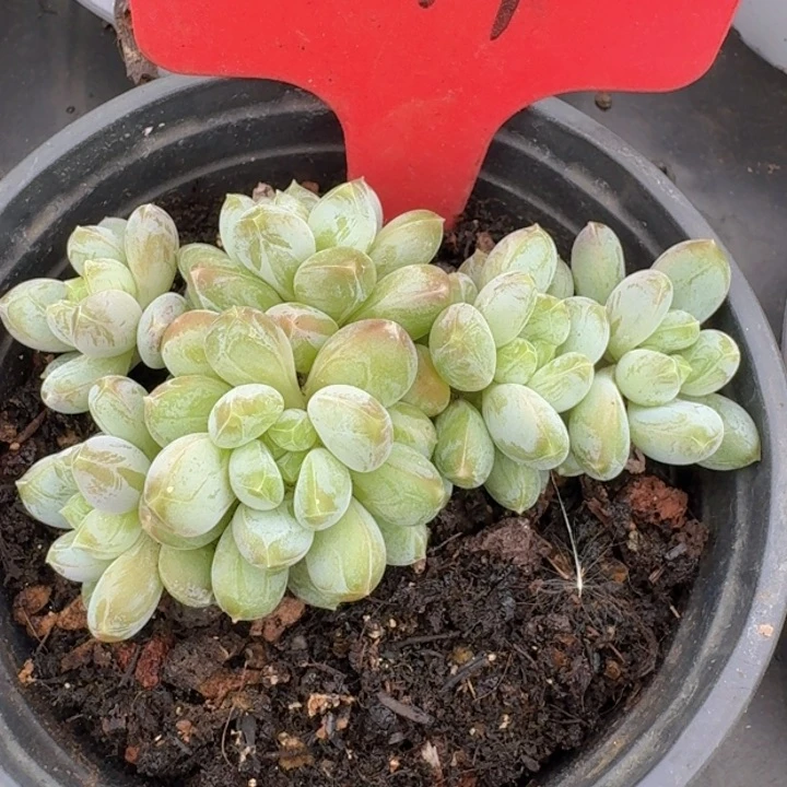 美人7579多肉植物