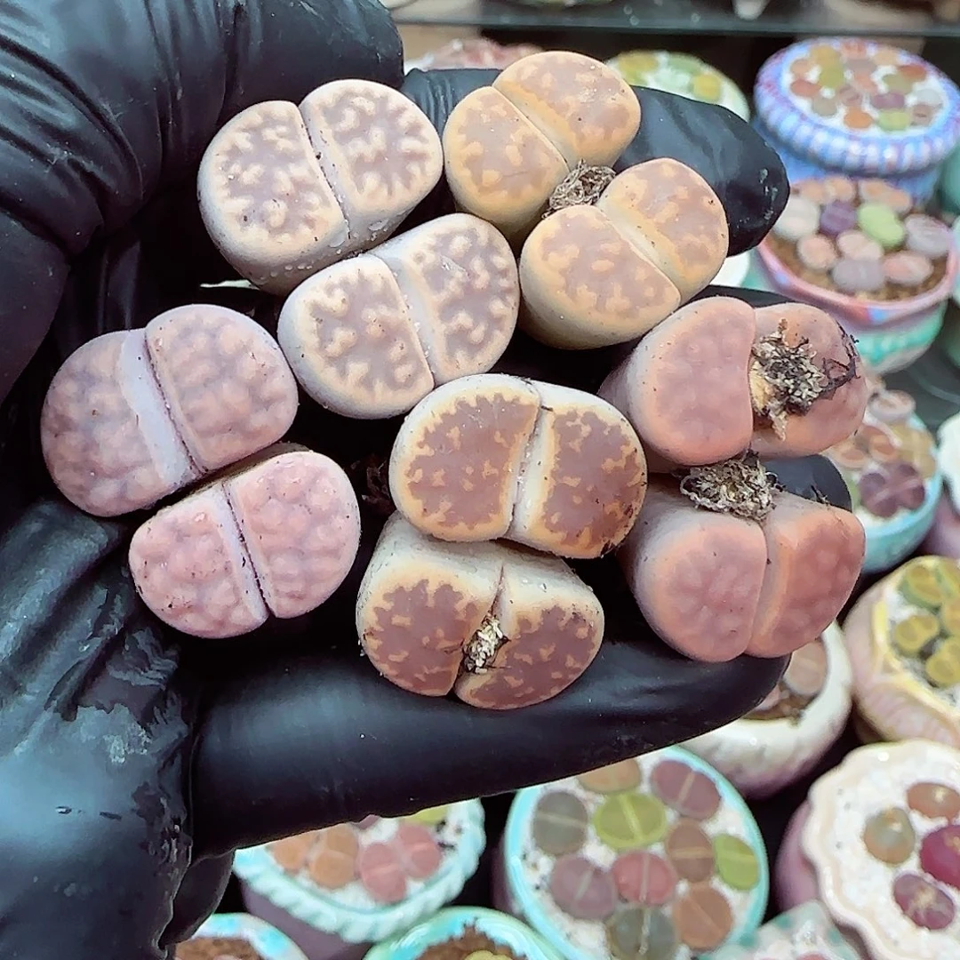 生石花满18包邮1230-118