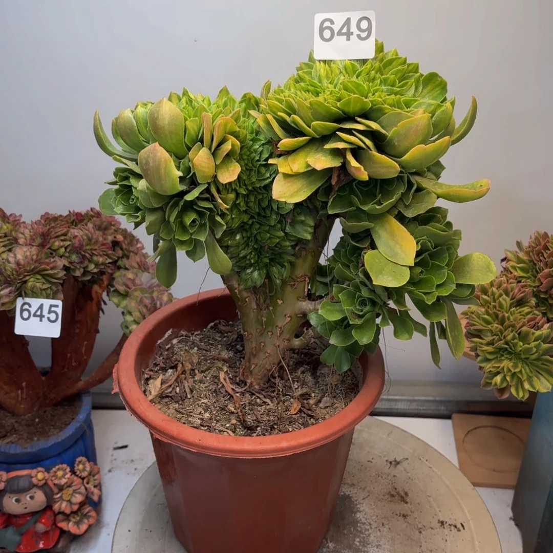 多肉植物翡翠琉璃缀649