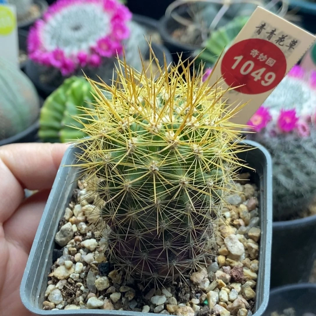 实生金刺逆龙丸4cm