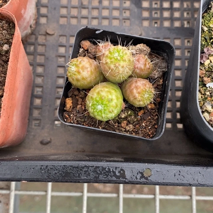 ?*虹伯克利和格蕾纳等人