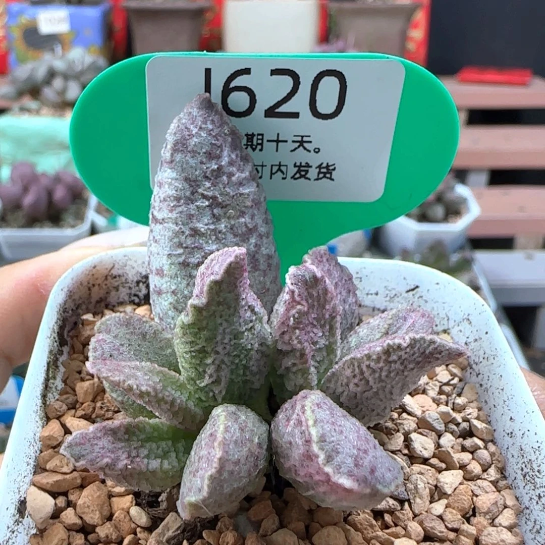 融化纹猪肝。   620。