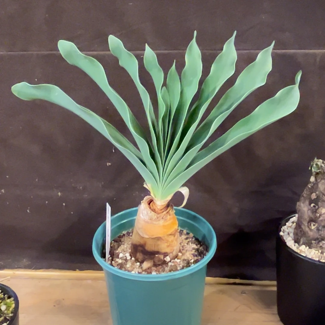 …***…汤圆植物巨凤之卵8914