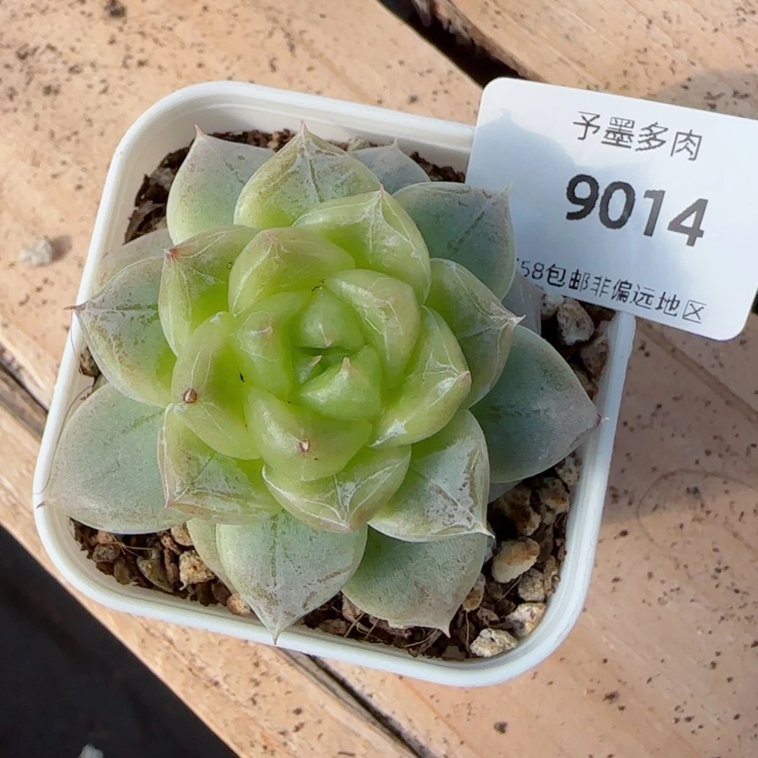 青禾，9014多肉植物