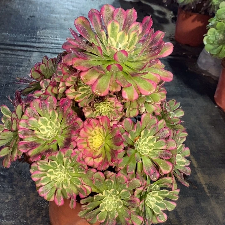 天河多肉植物6。