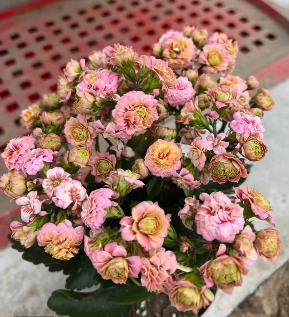 【布偶猫】长寿花稀有品种110盆大花苞