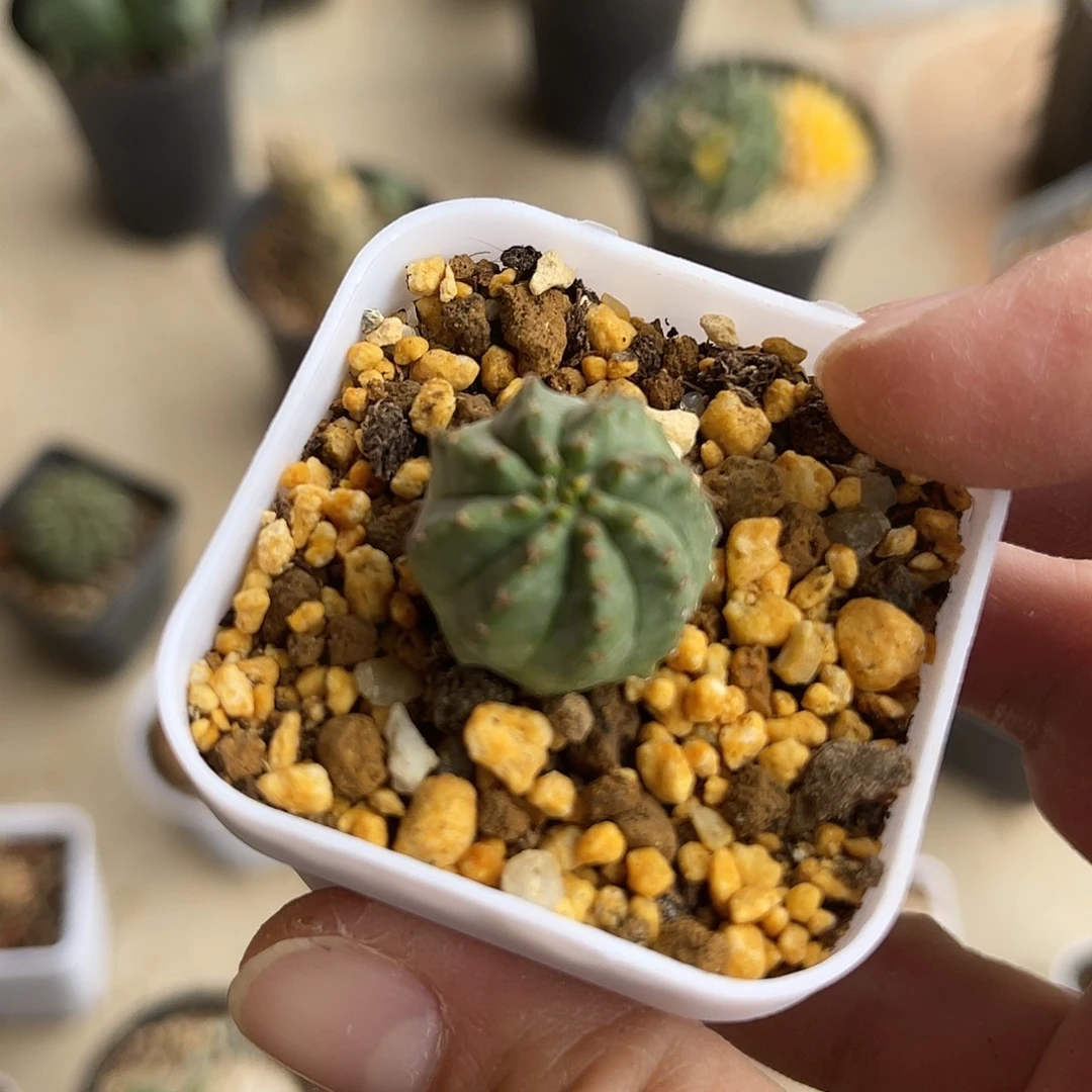 旋转法利达一物一拍