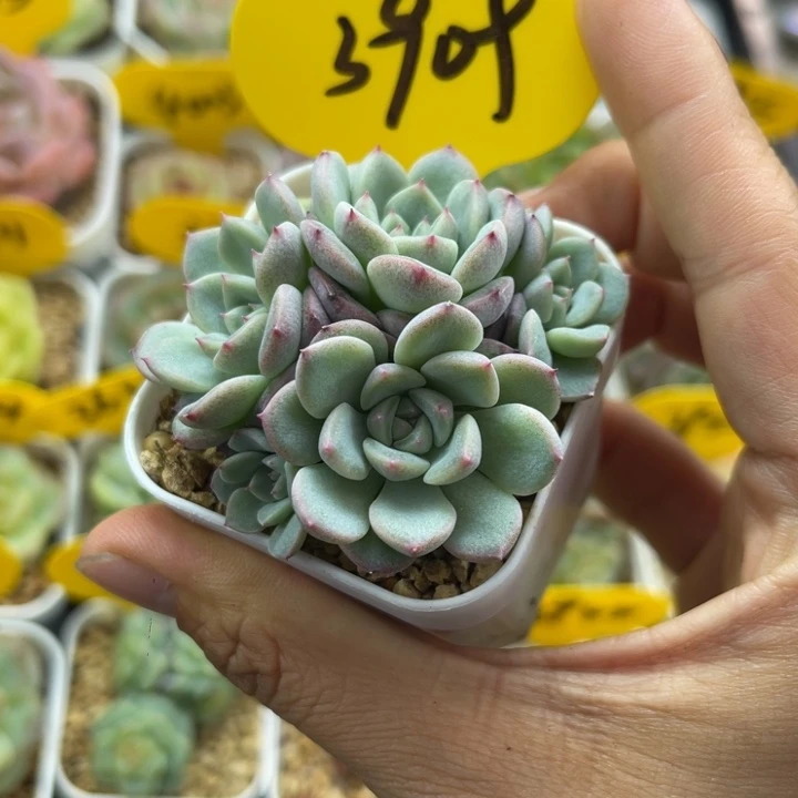 正版纸鸢群可拍3909