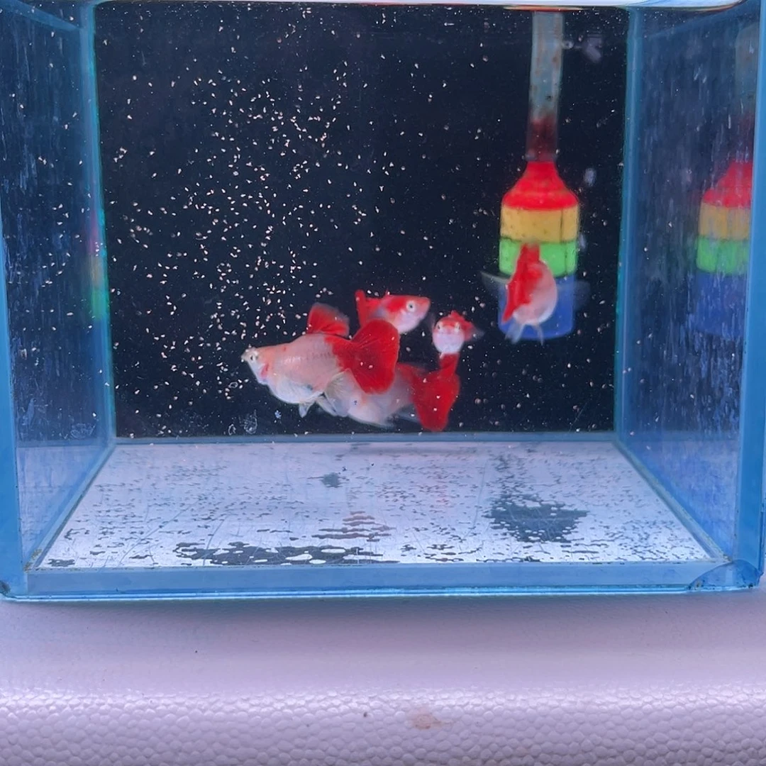 孔雀鱼小黄豹球5条微瑕