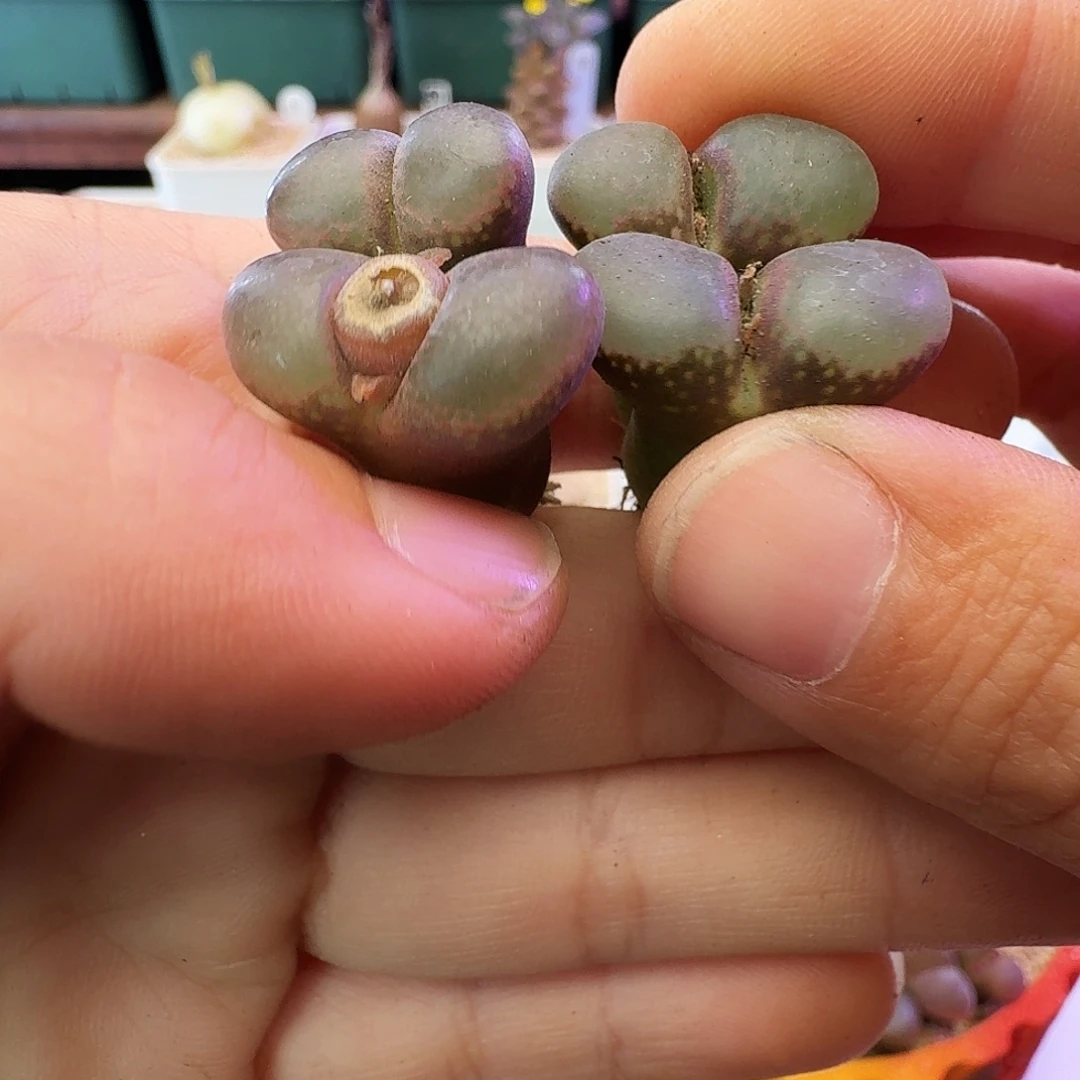 紫罗兰瑕疵清框介意慎拍706