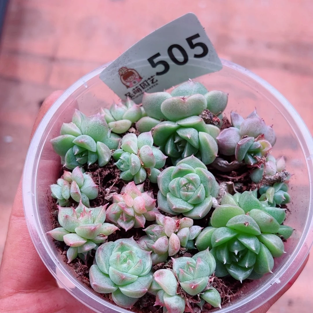 多肉植物多肉植物