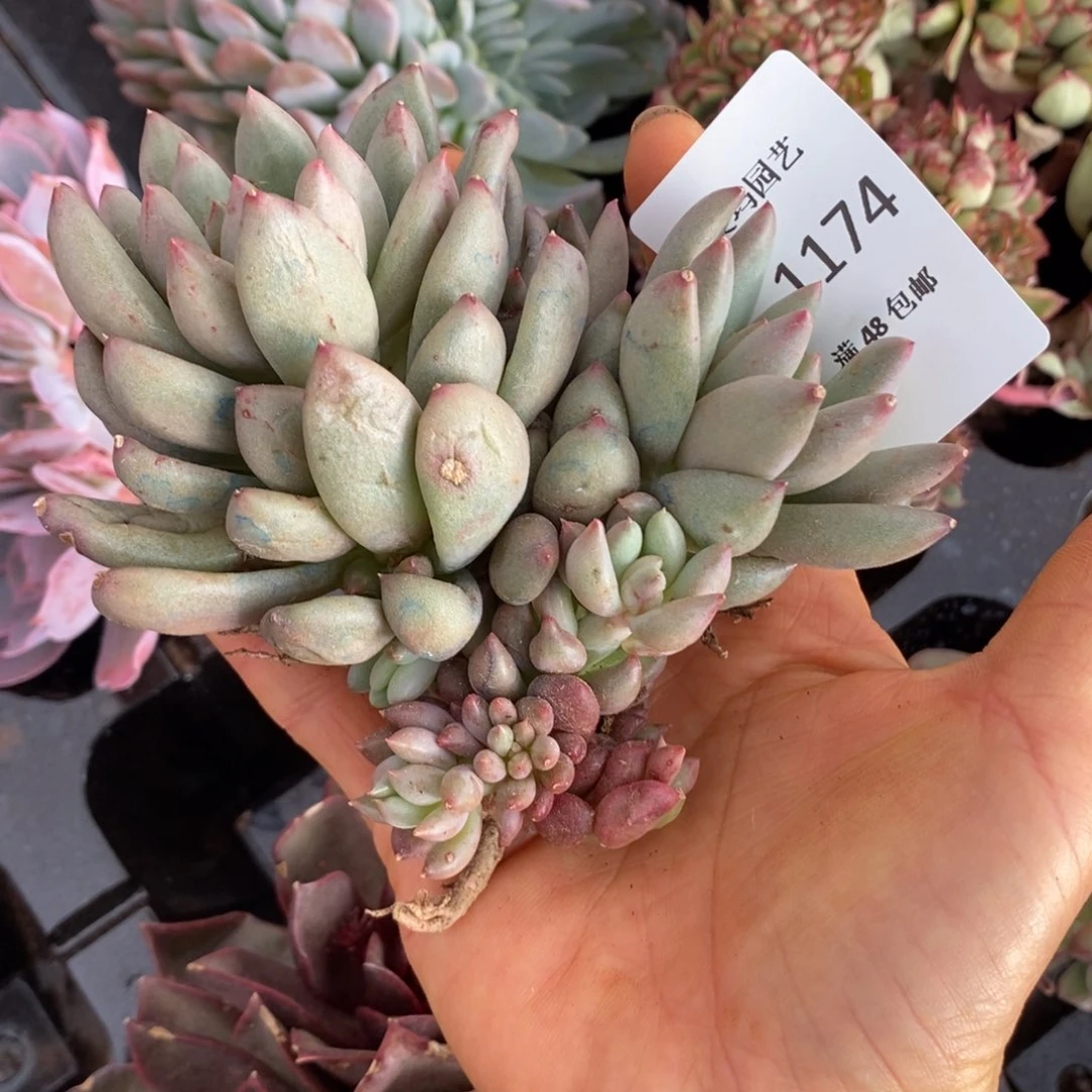 悠**心岩字群生多肉多肉174