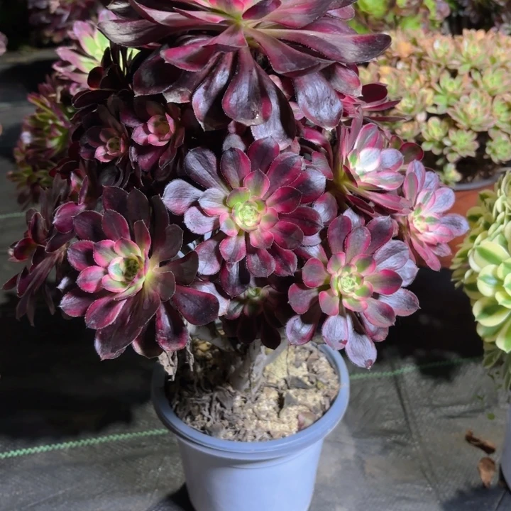 瑞妈园艺。01.27.420