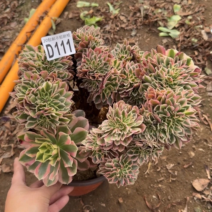 女郎缀……多肉植物……