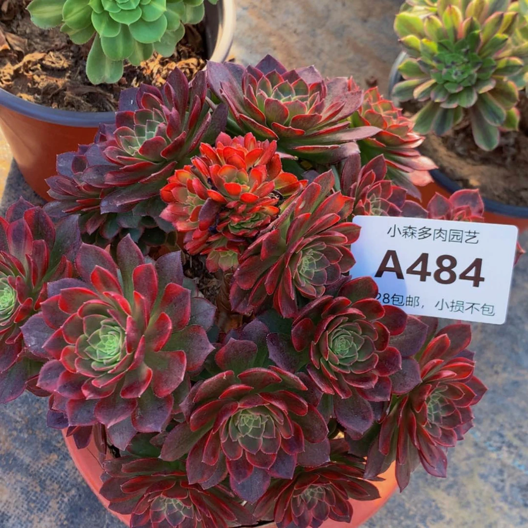 【闪购商品】484万黄多肉