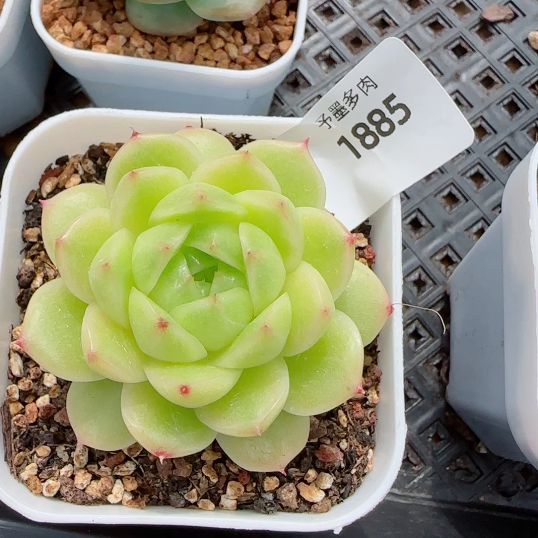 Z***c冰云，1885多肉植物