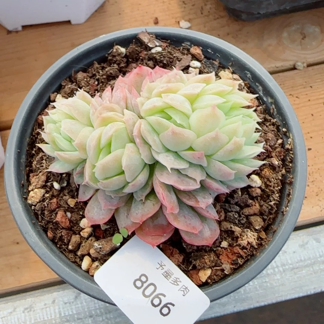 泡泡纱裙缀化，8066多肉植物