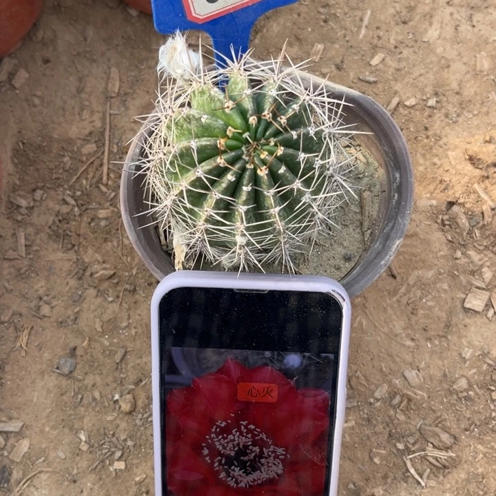 839，品种彩草心火