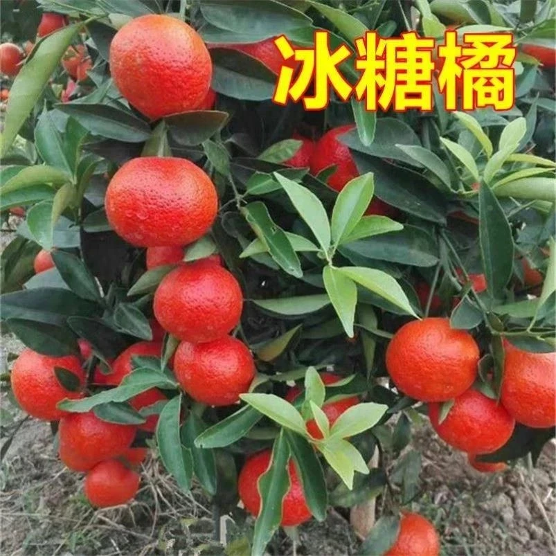冰糖桔树苗 柑桔树苗 沙糖桔苗 柑橘子苗 南方种植 果树苗 嫁接苗