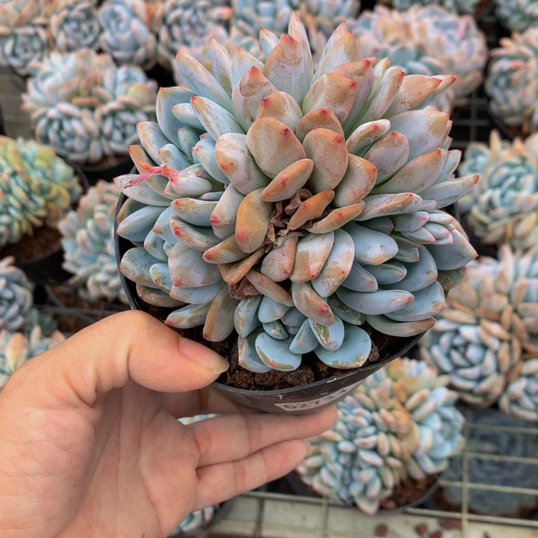 62734朵朵朵怒放面膜