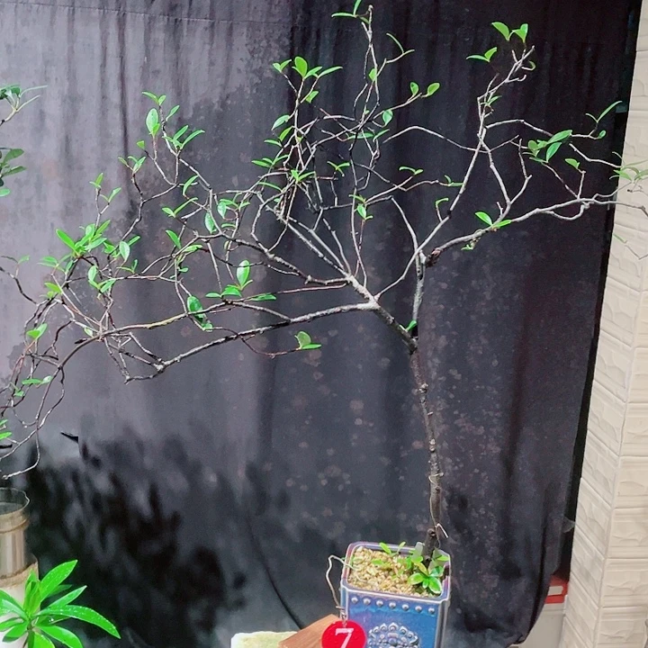 ***ㅤ无花朵春花包邮哦哦