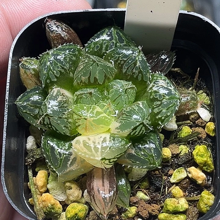 113大叶楼兰玉露锦