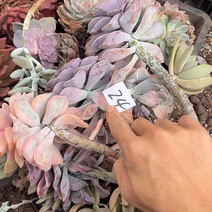 依***你紫乐景24号多肉植物精品