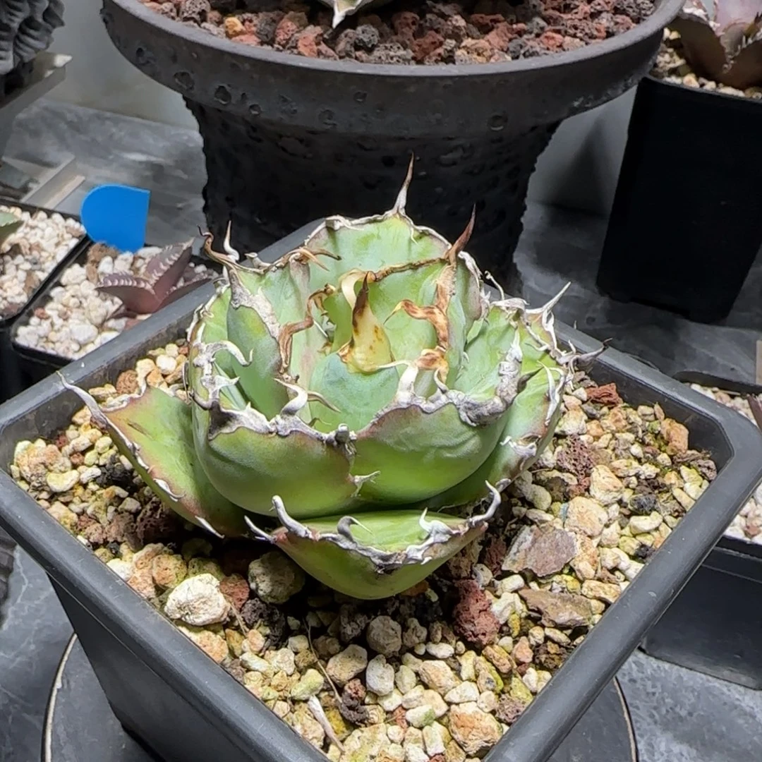 白鲸仁王冠龙舌兰