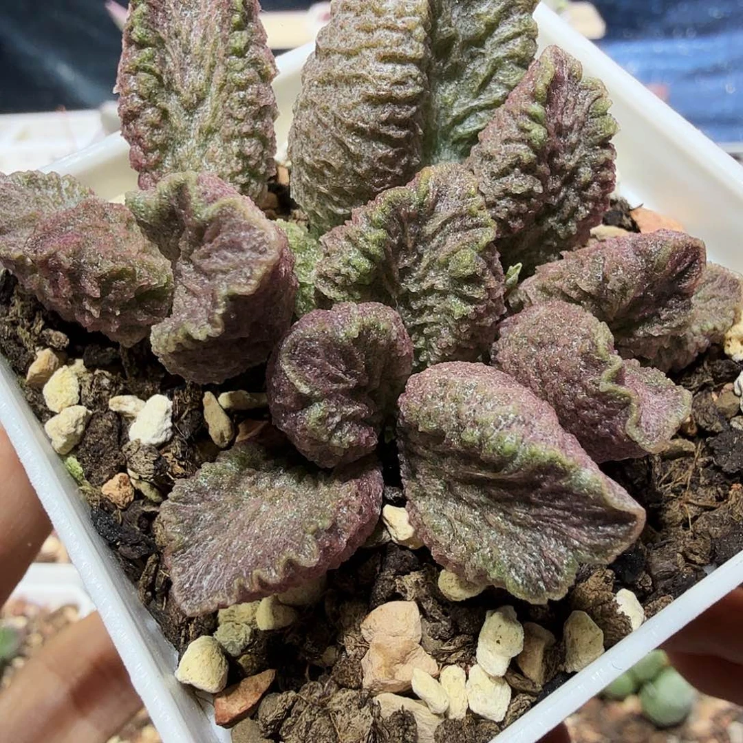 大鱼海棠水泡多肉植物