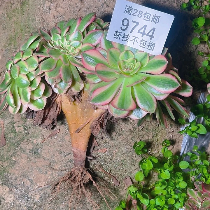 我***子9744荔枝缀多肉植物