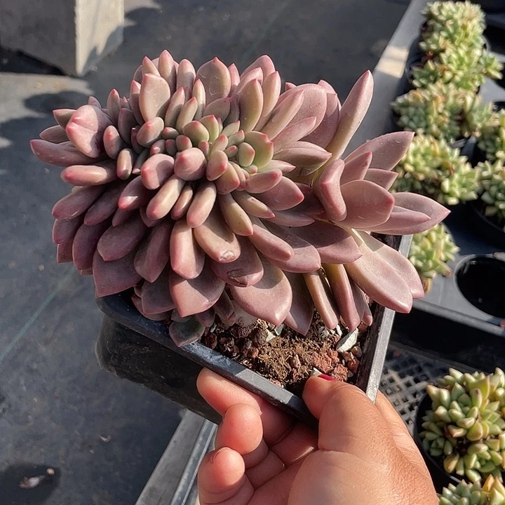 桃花源多肉植物缀化