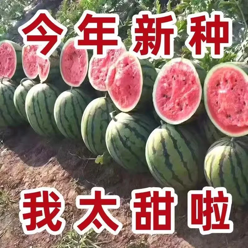 【高产超甜】8424冰糖麒麟西瓜种子籽超甜高产早熟薄皮四季瓜果种子