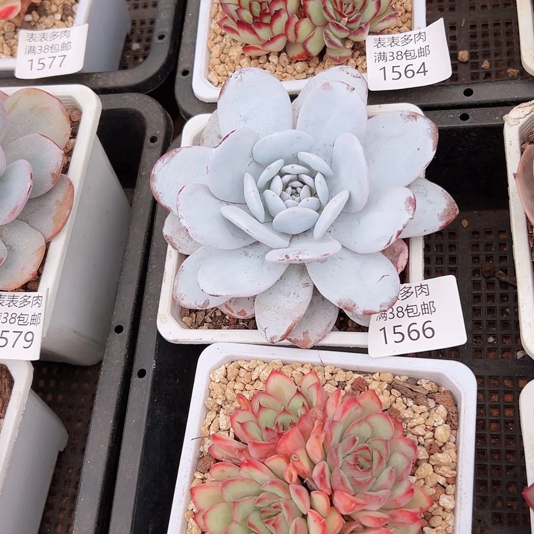 小***多肉一物一拍植物1566