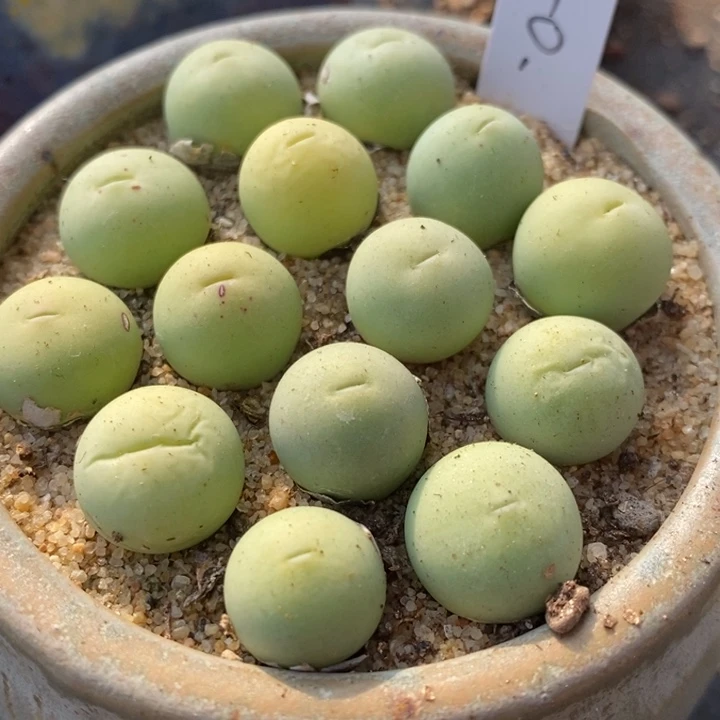 鸽子蛋1颗1厘米左右