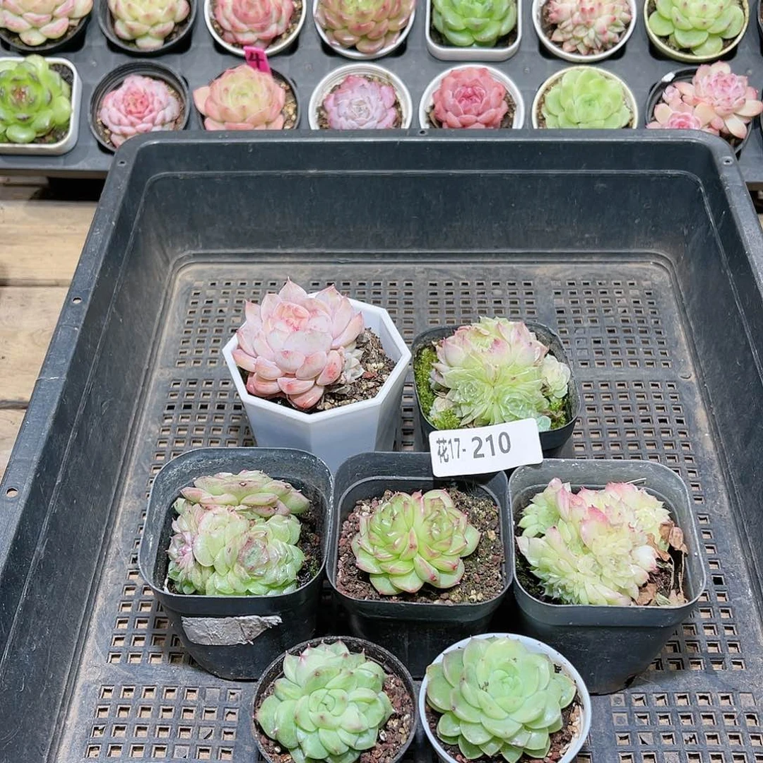 花利美17-210框拍7颗