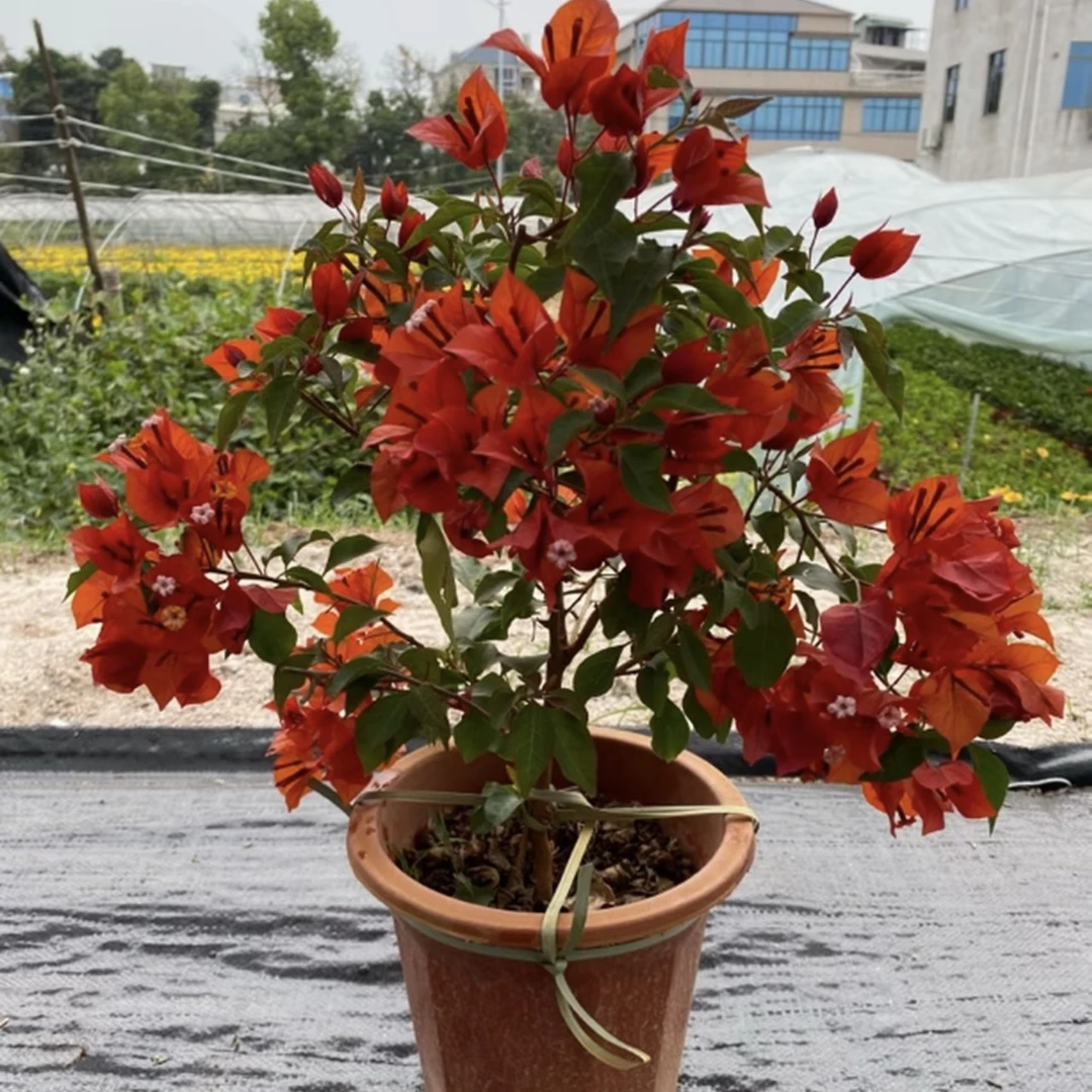 【热火桑巴】三角梅花卉四季开花适合阳台庭院种植