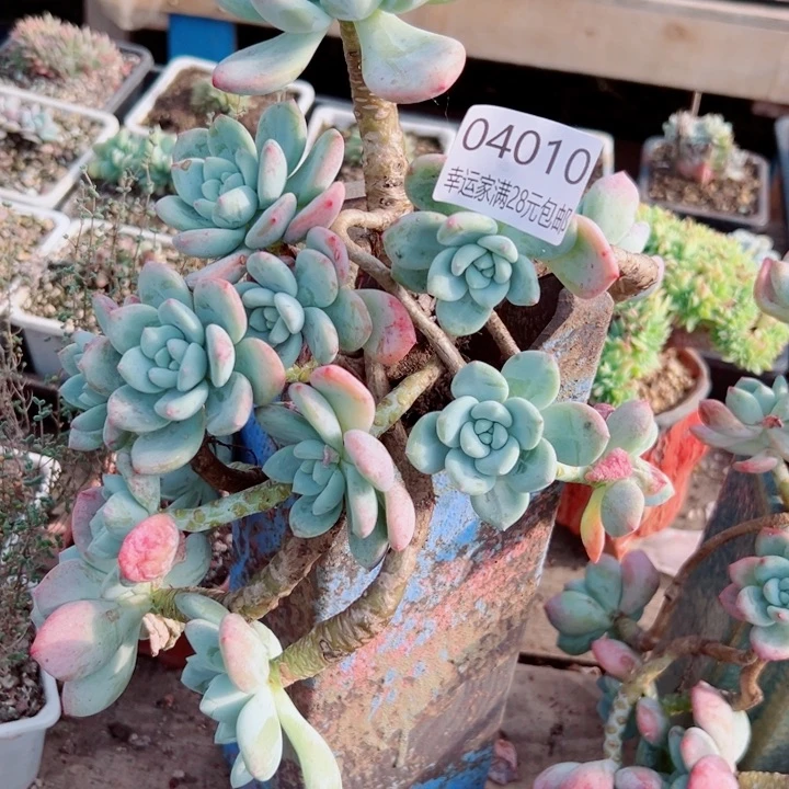 火***山幸运的是我没有遇到过