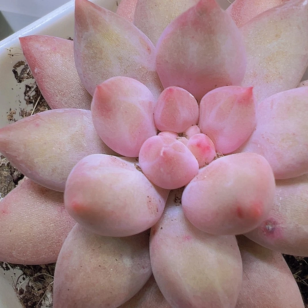 水晶球19包邮多肉植物