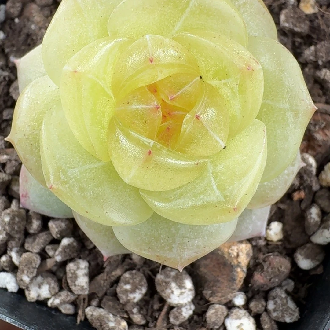 1214-52-3013单头一颗