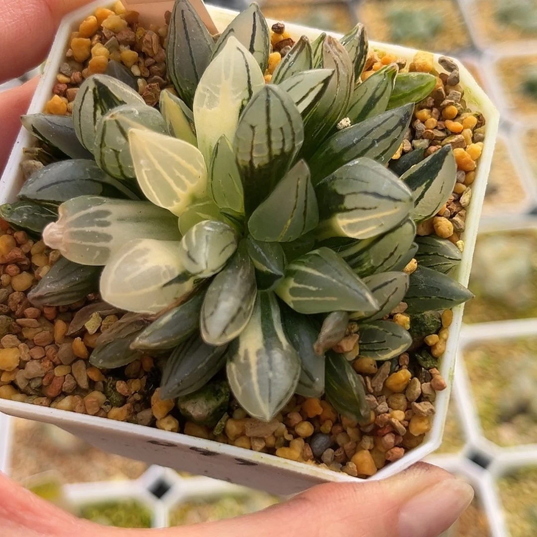 81西瓜寿锦福利福利