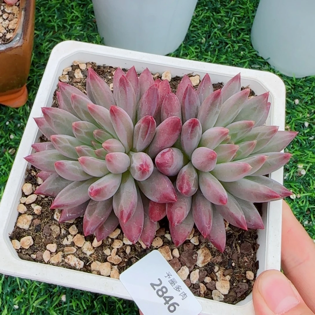 虞美人，2846多肉植物