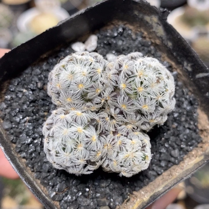 实生杜威丸群生473号4.2cm