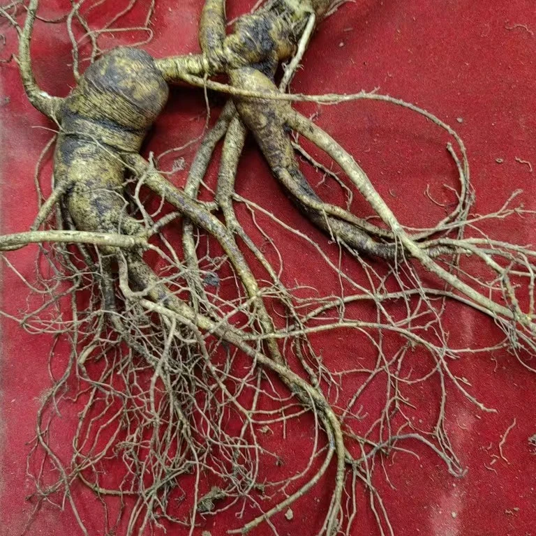 长白山新鲜人参，煲汤泡酒