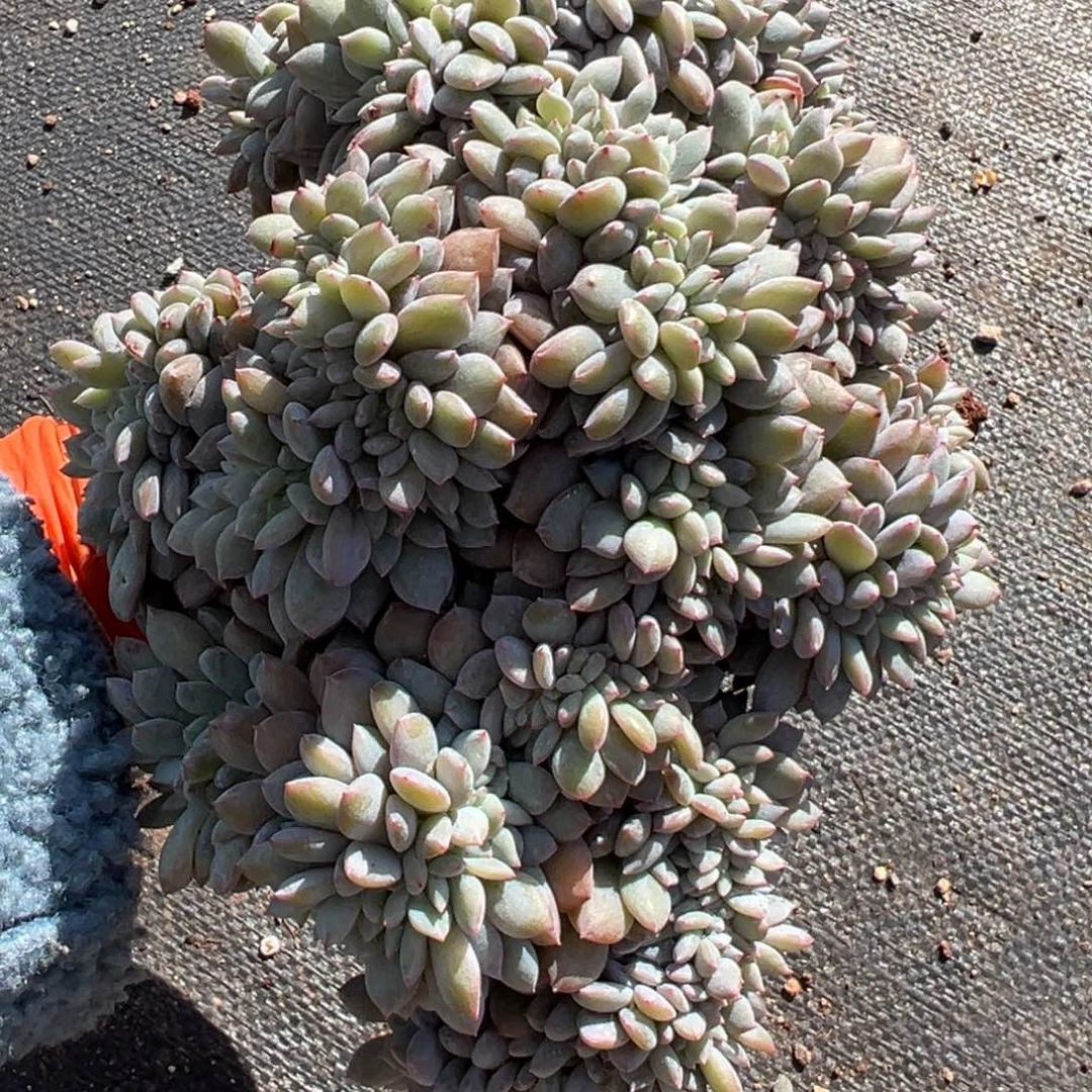 呗***、缀缀化呀呀呀呀呀呀呀呀