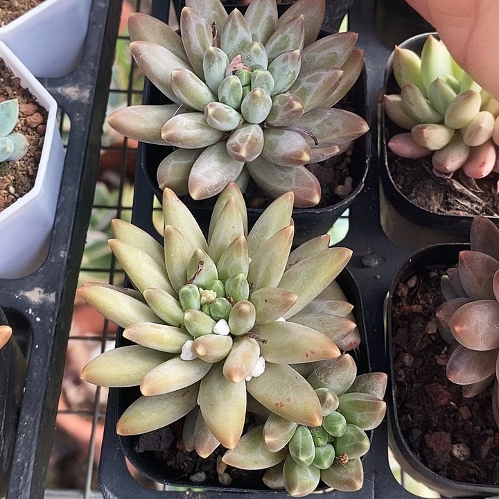 绿蓉美人34578990“m m l