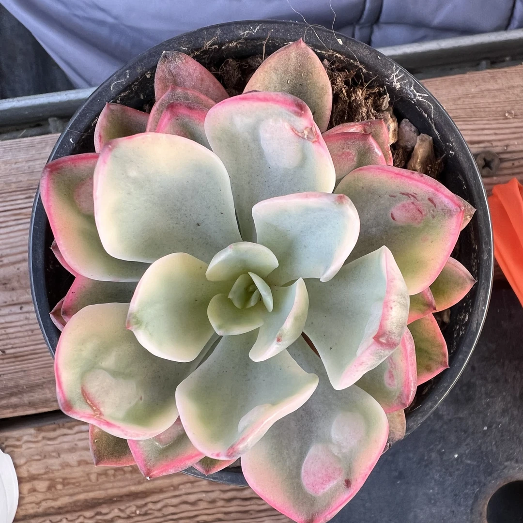 雨滴锦白腹轮多肉植物