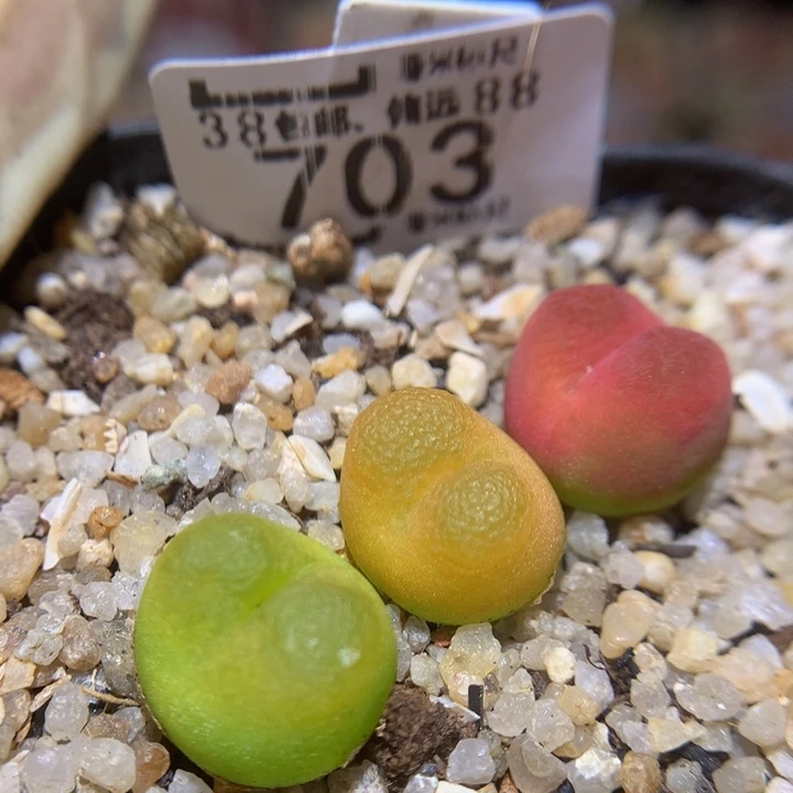 Sss精品生石花703