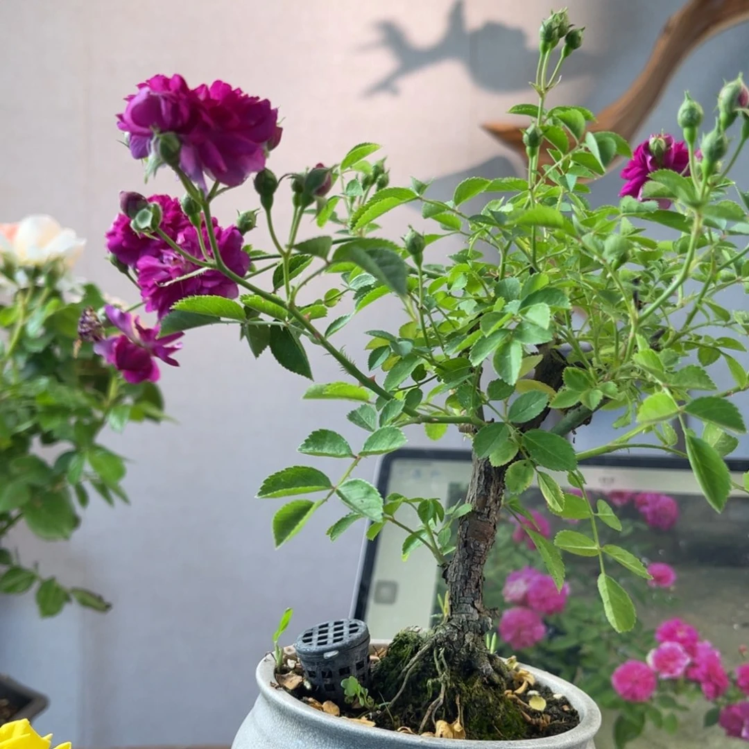 超****呀微月季微月季微月季